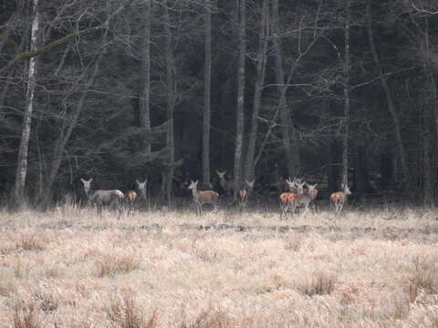 Image of Red Deer