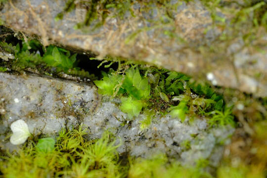 Image of sharpleaf hookeria moss