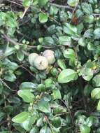 Image of flowering quince