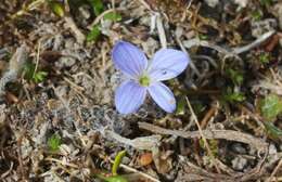 Veronica canescens T. Kirk resmi