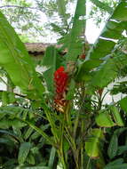 Image of Scarlet Banana