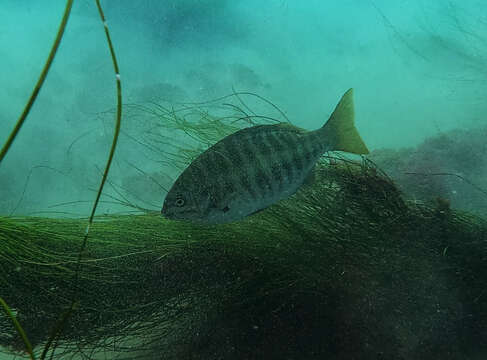 Image of Zebra perch