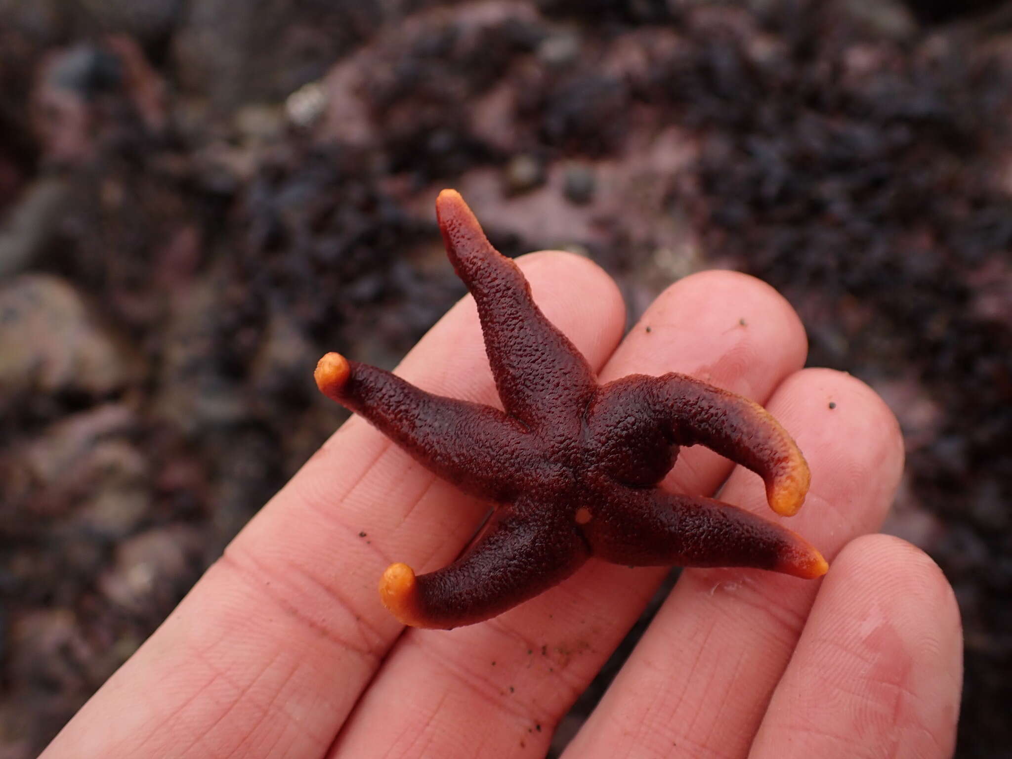 Henricia sanguinolenta (O. F. Müller 1776) resmi