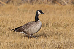 Plancia ëd Branta hutchinsii (Richardson 1832)