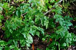 Image of California angelica