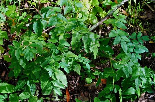 Image of California angelica