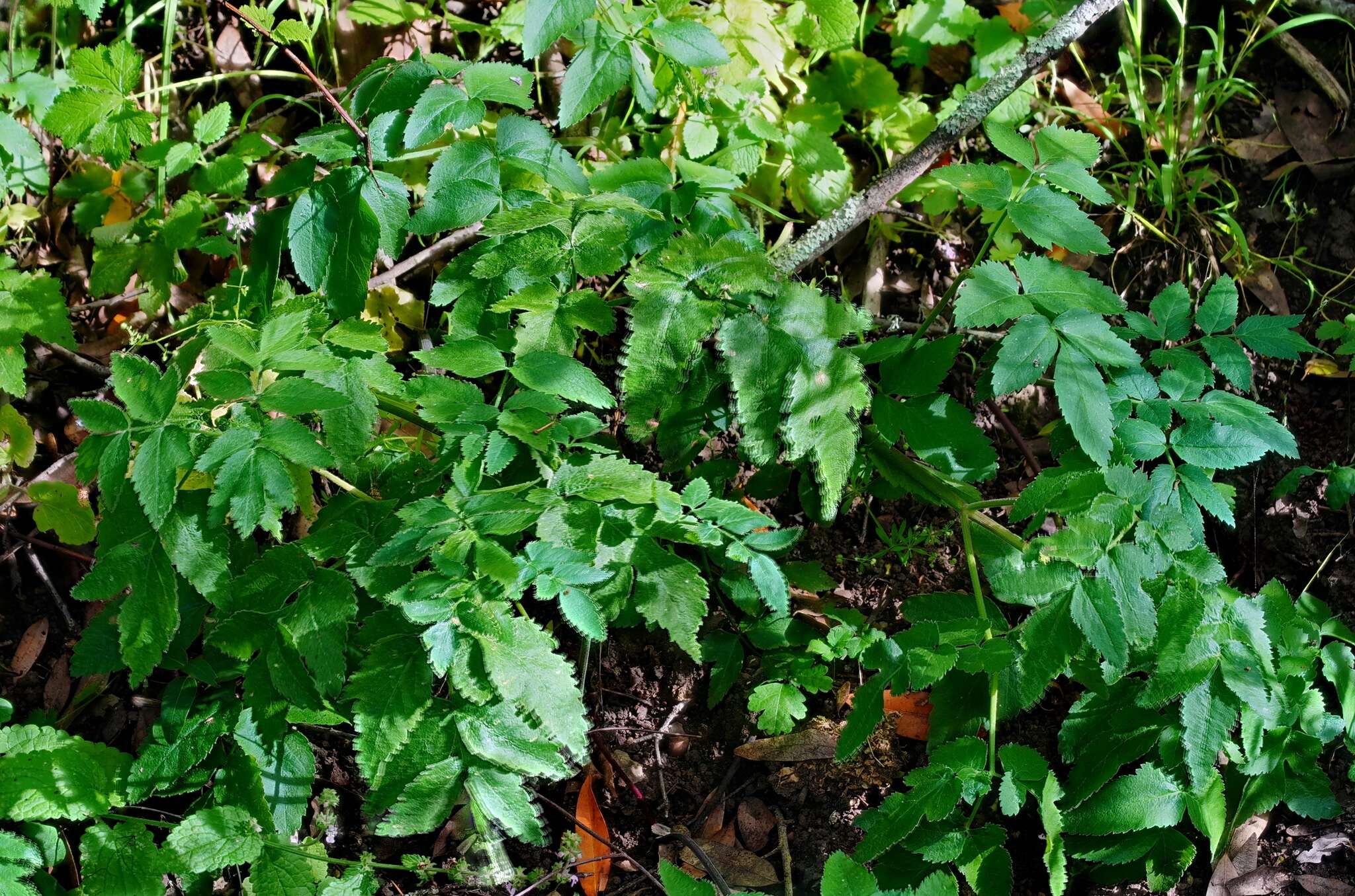 Angelica californica Jeps. resmi