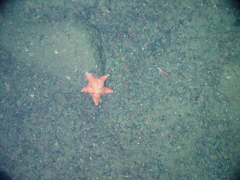 Image of Arctic cushion star