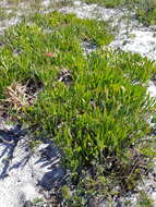 Image de Leucospermum hypophyllocarpodendron subsp. hypophyllocarpodendron