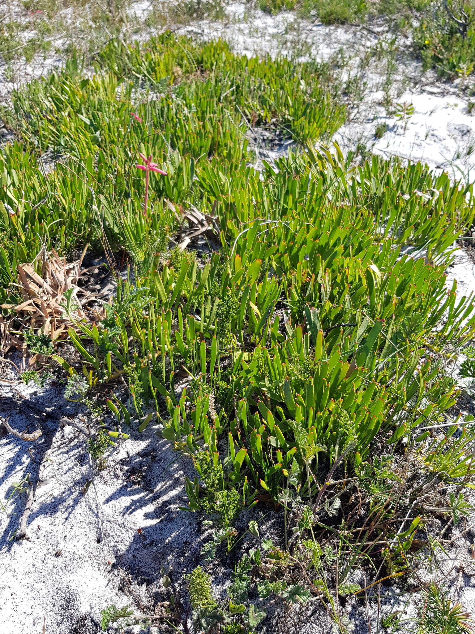 Image of Leucospermum hypophyllocarpodendron subsp. hypophyllocarpodendron