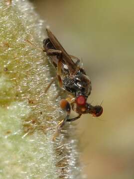 Sphyracephala beccarii (Rondani 1873)的圖片