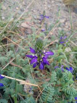 Image of Dalea boliviana Britton