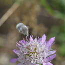 Image of Bombylius niveus Meigen 1804