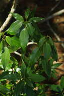 Image of Neolitsea acuminatissima (Hayata) Kaneh. & Sasaki