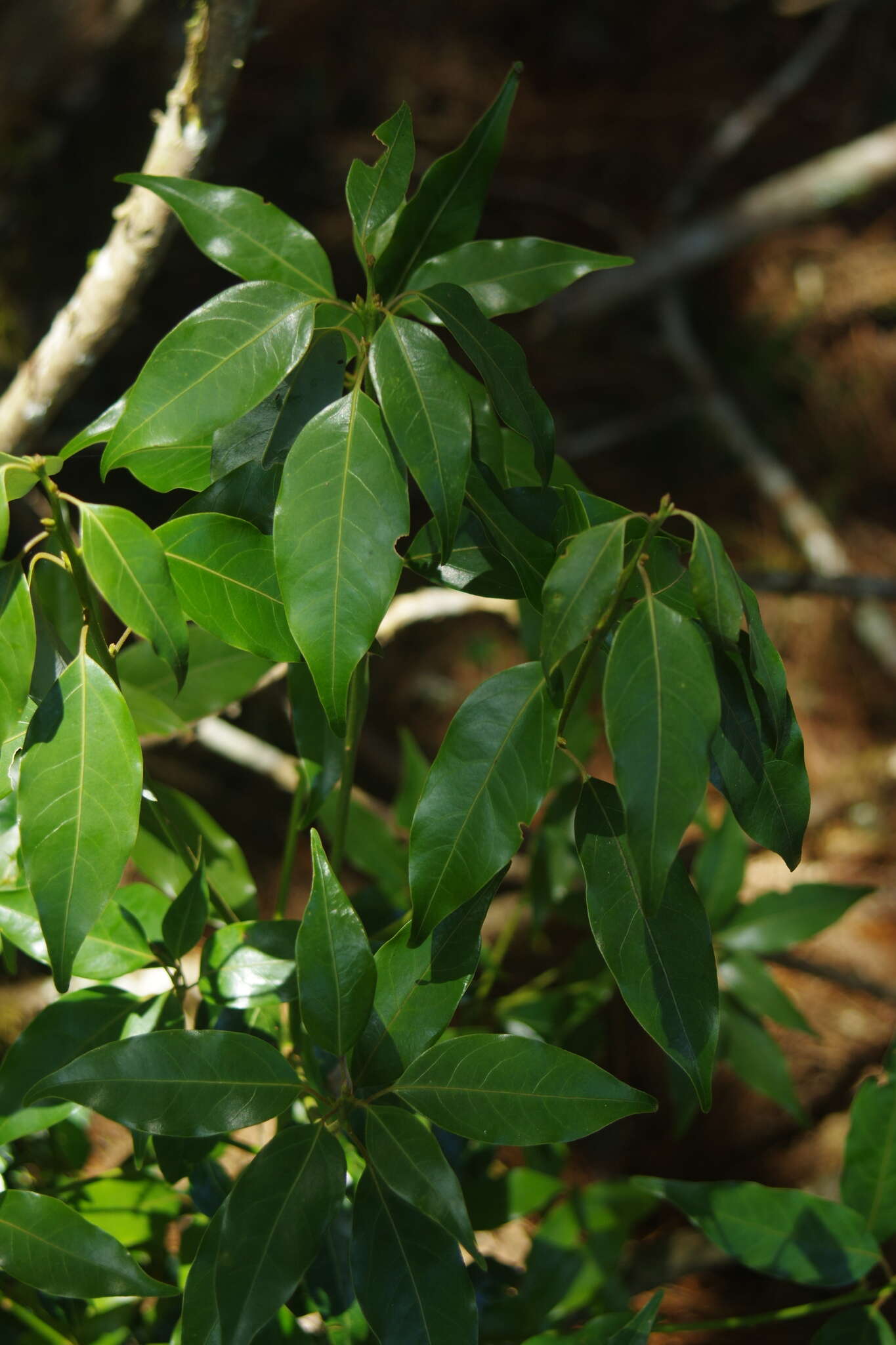 Слика од Neolitsea acuminatissima (Hayata) Kaneh. & Sasaki