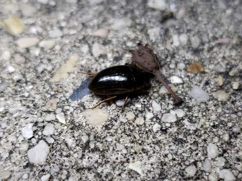 Image of Tropisternus (Strepitornus) collaris striolatus (Le Conte & J. L. 1855)