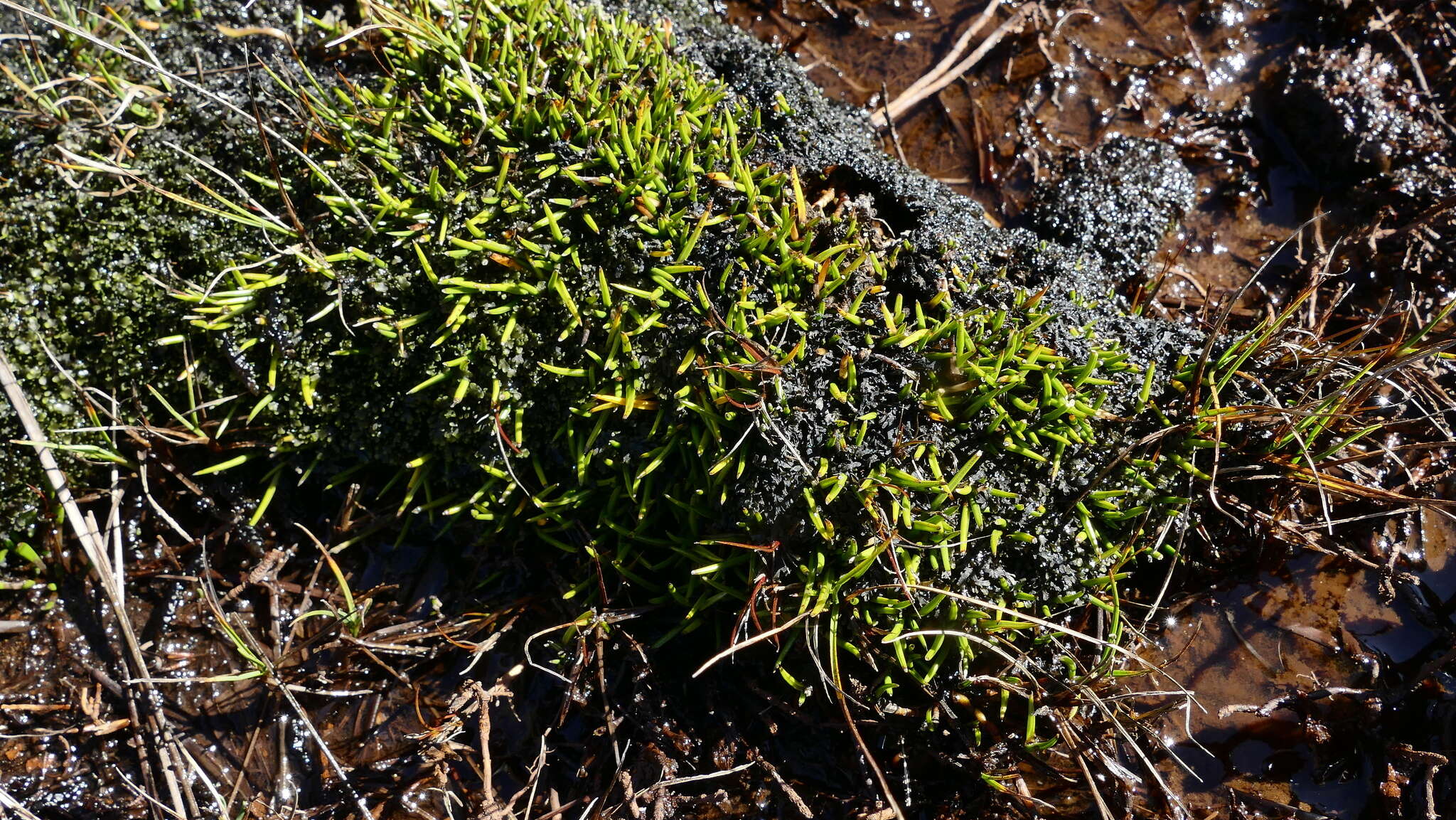 Image of Astelia subulata (Hook. fil.) Cheeseman