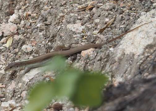 Image of Ameiva aggerecusans Koch, Venegas, Rödder, Flecks & Böhme 2013