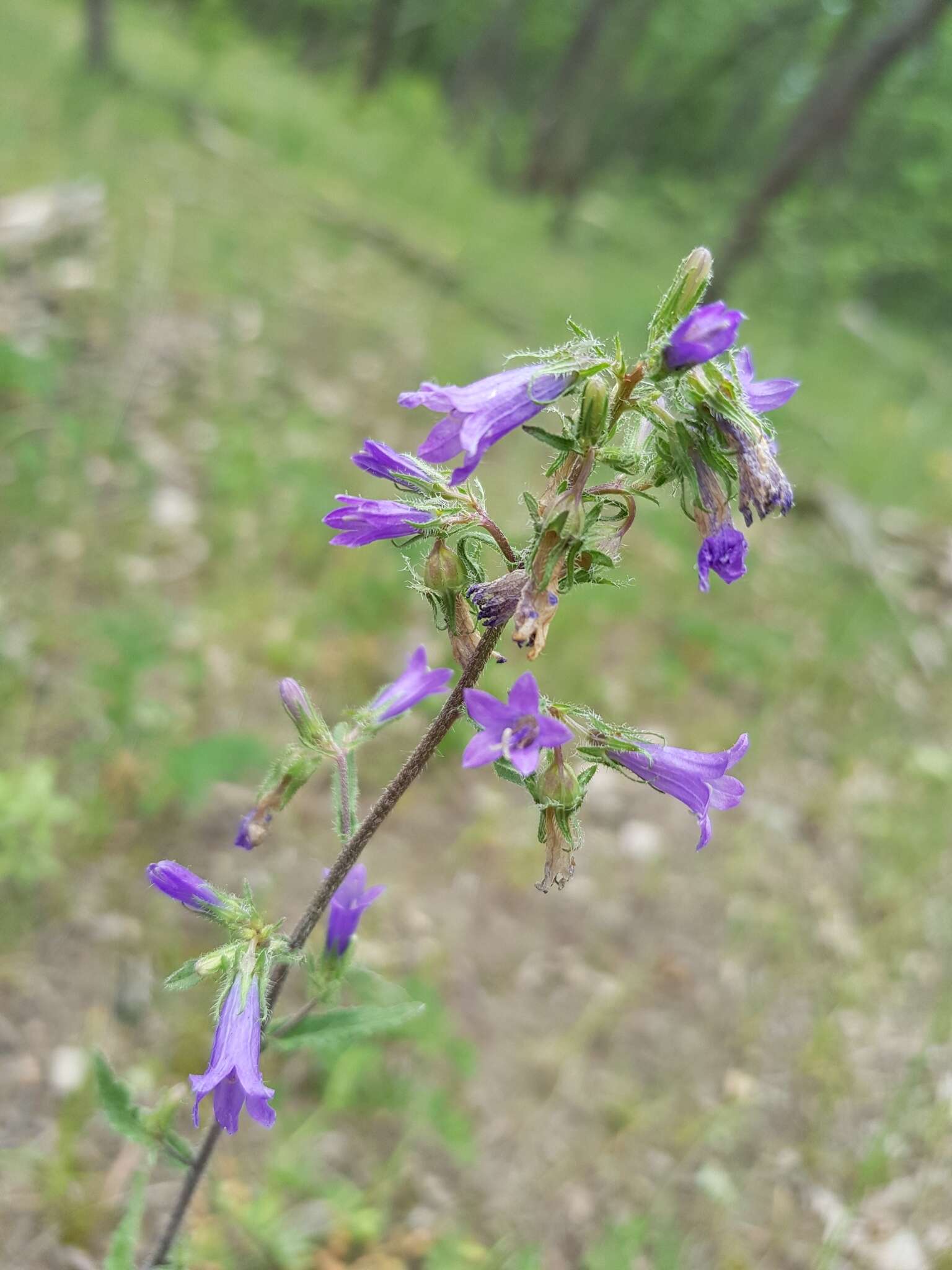 صورة Campanula sibirica subsp. elatior (Fomin) Fed.