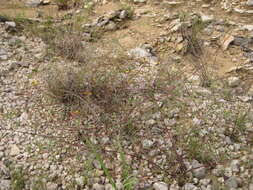 Image of Hall's prairie clover