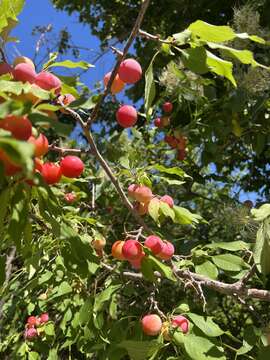 Image of hybrid plum