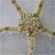 Image of Ophionereis diabloensis Hendler 2002