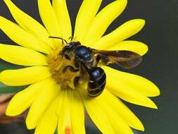 Image of Andrena fulvipennis Smith 1853