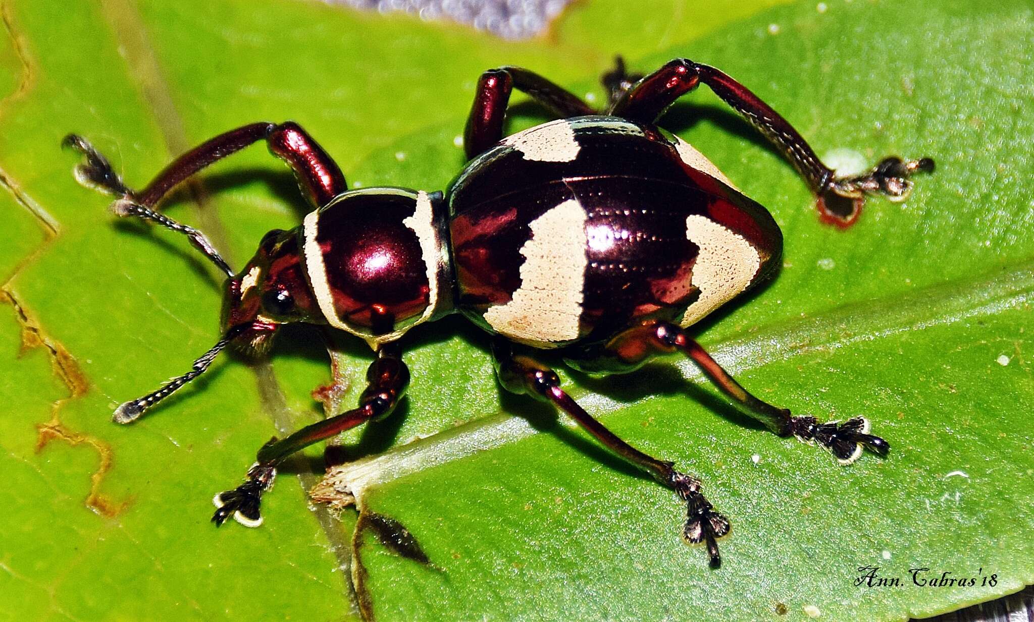 Image of Pachyrhynchus pseudamabilis Yoshitake 2012