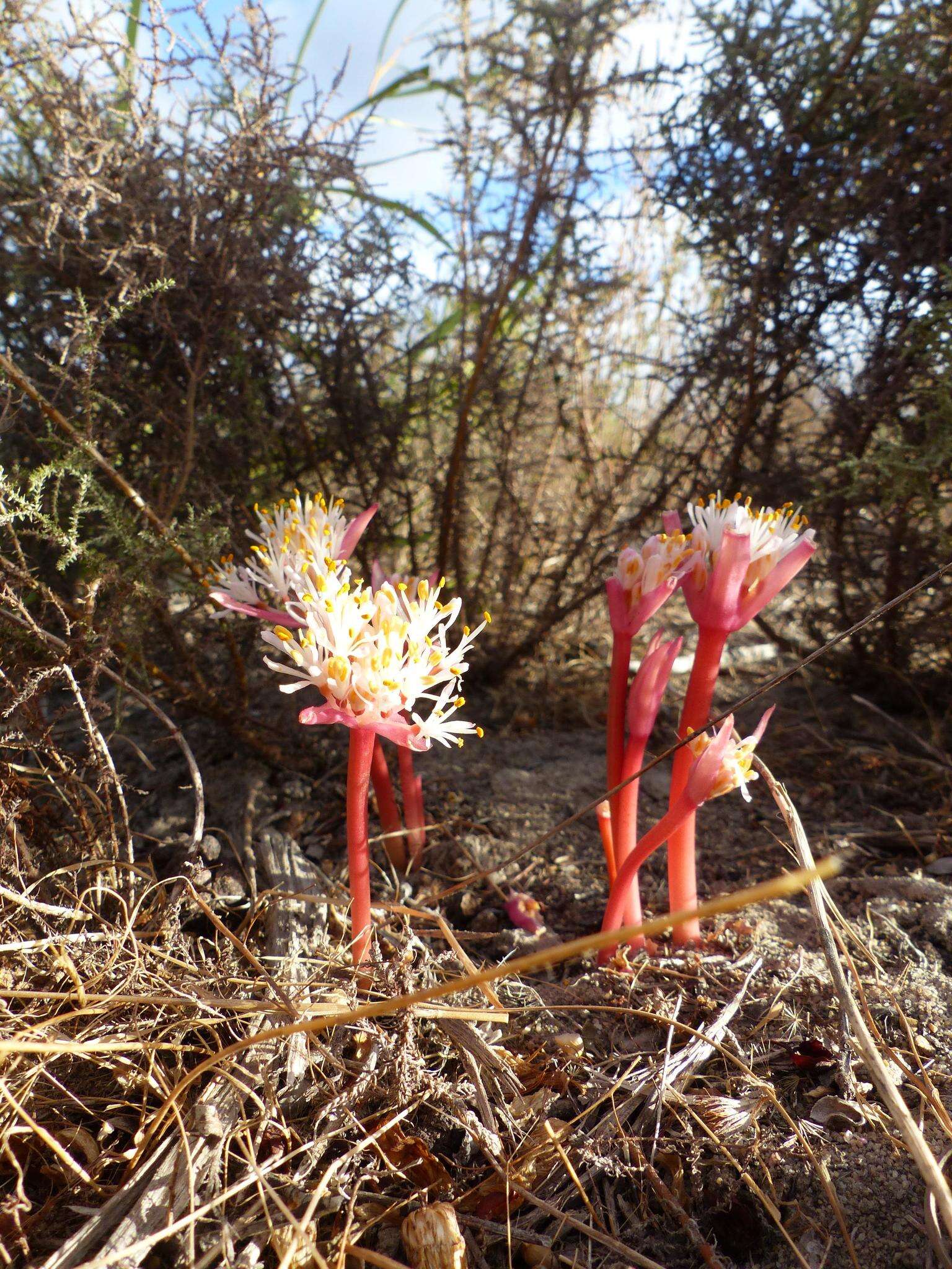 Imagem de Haemanthus pumilio Jacq.