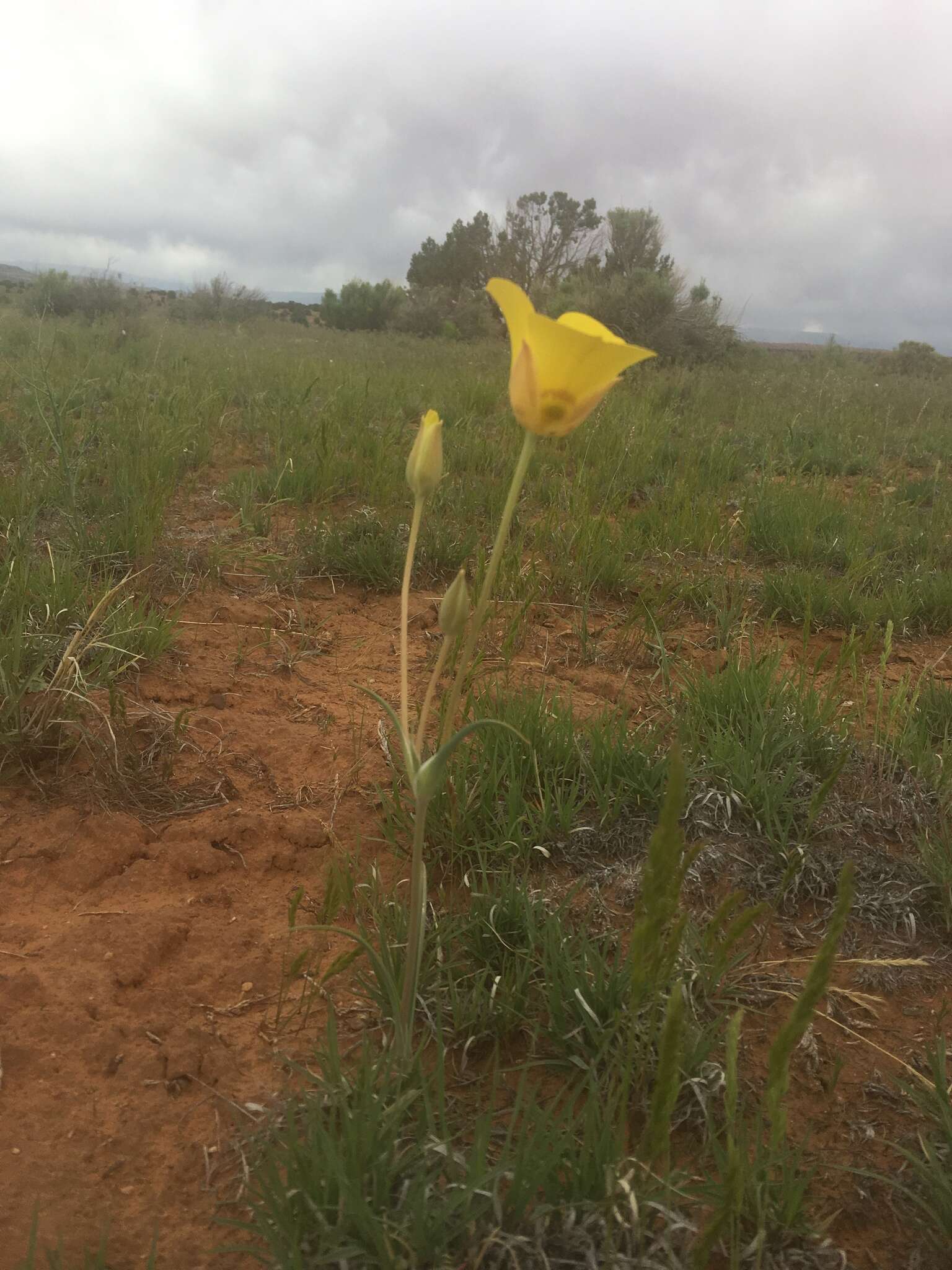 Calochortus aureus S. Watson resmi