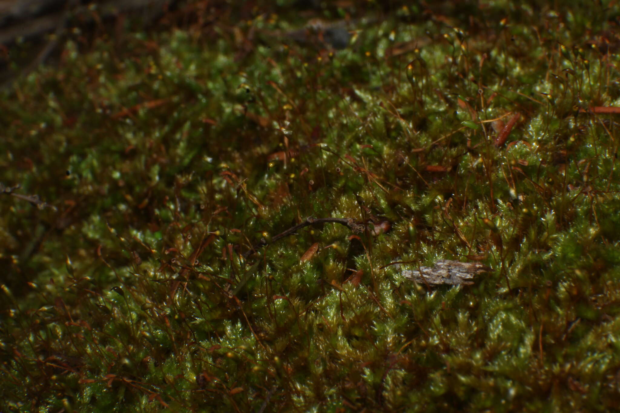 Image of Sematophyllum homomallum Brotherus 1925