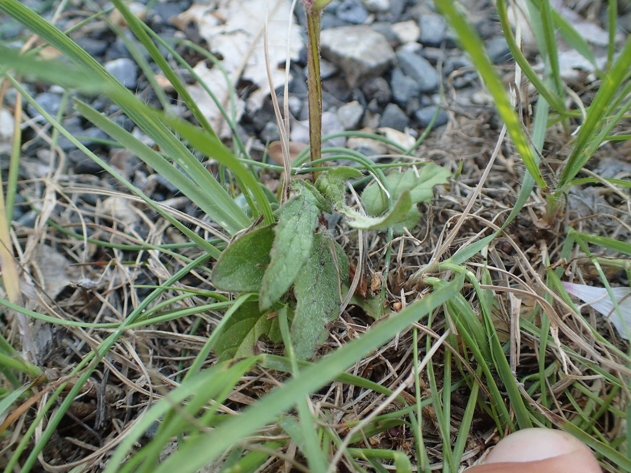 Image of cutleaf selfheal