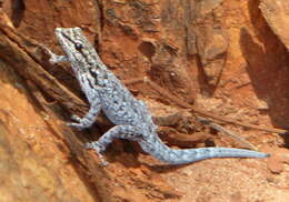 Image of Chobe Dwarf Gecko