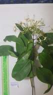 Image of Clerodendrum floribundum var. coriaceum (R. Br.) Moldenke