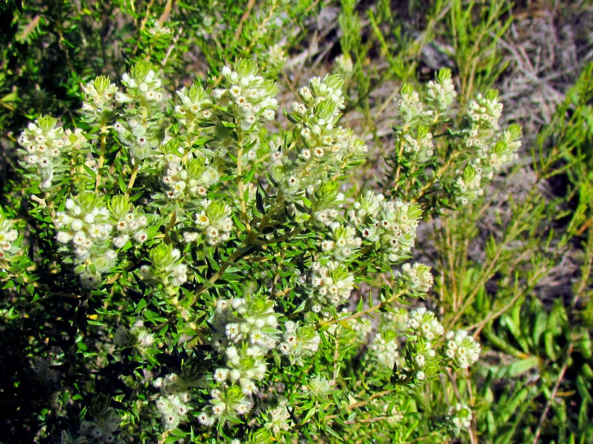 Image of Phylica axillaris Lam.