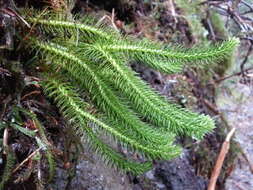 Image of Miyoshi's clubmoss