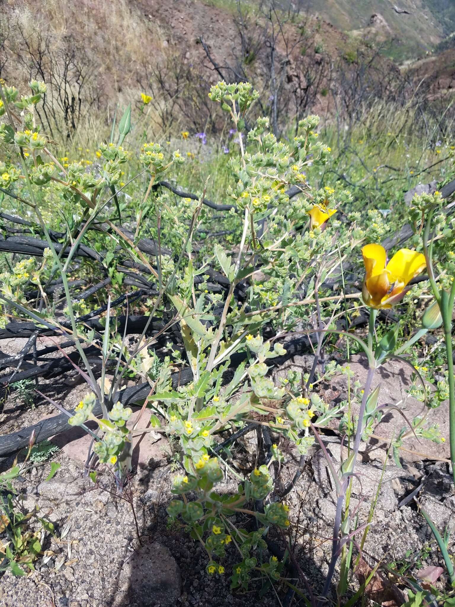 Image of San Luis blazingstar