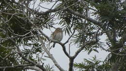 Image of Cuban Pygmy Owl