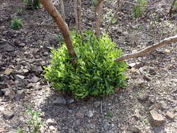 Image of California laurel