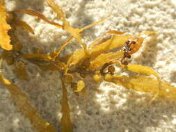 Image of Sargassum fluitans