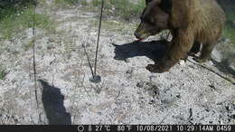 Image of Ursus americanus machetes Elliot 1903