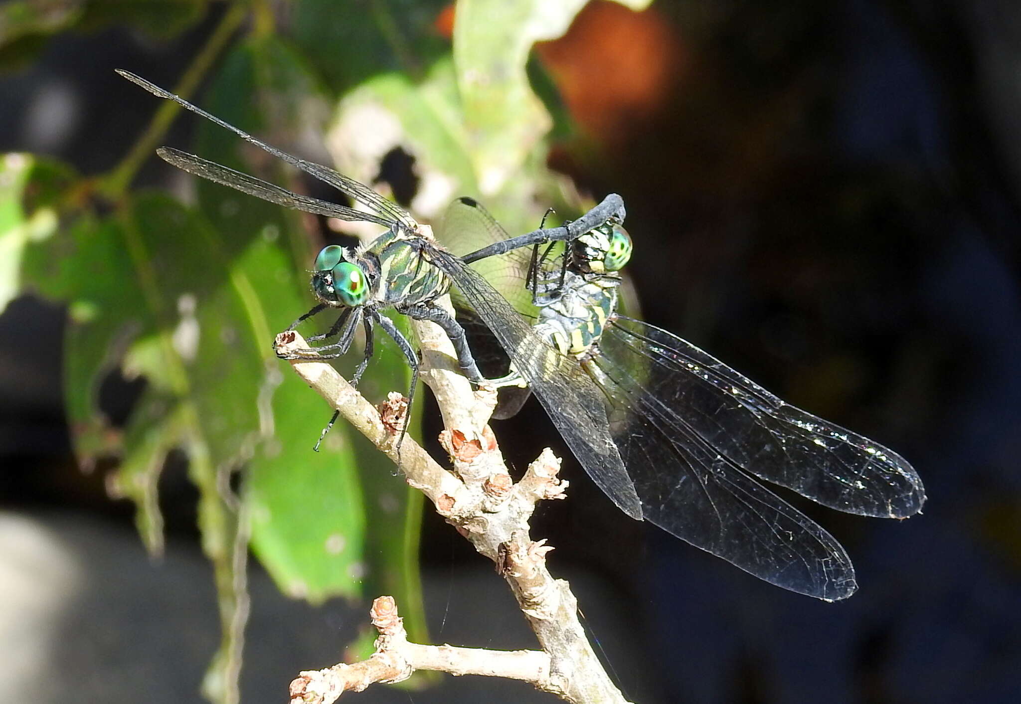 Image of Celebothemis delecollei Ris 1912