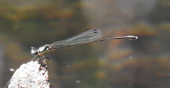 Image of Koolpinyah Threadtail