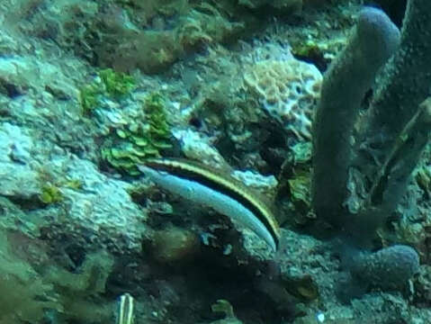 Image of Clown Wrasse