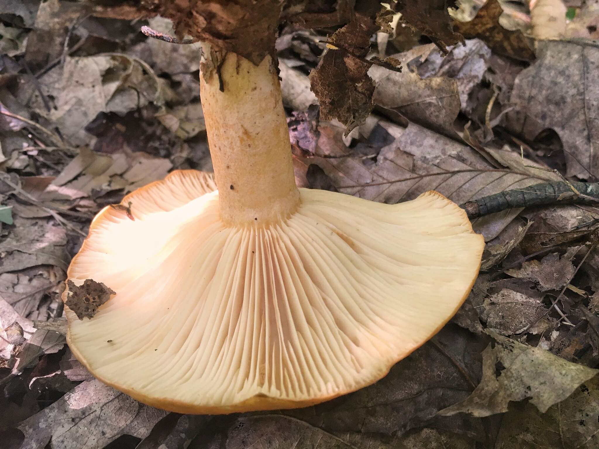 Image of Lactarius croceus Burl. 1908