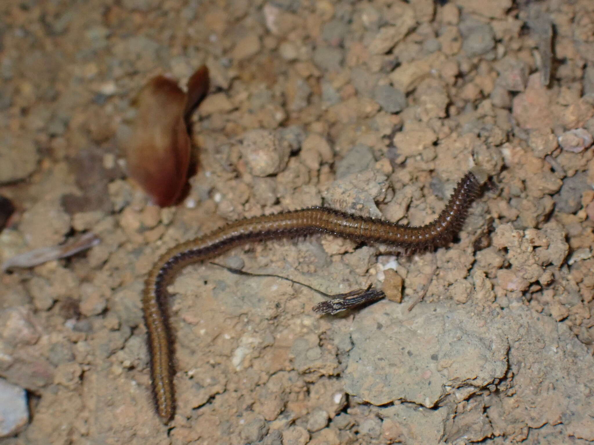 Sivun Glyphiulus formosus (Pocock 1895) kuva