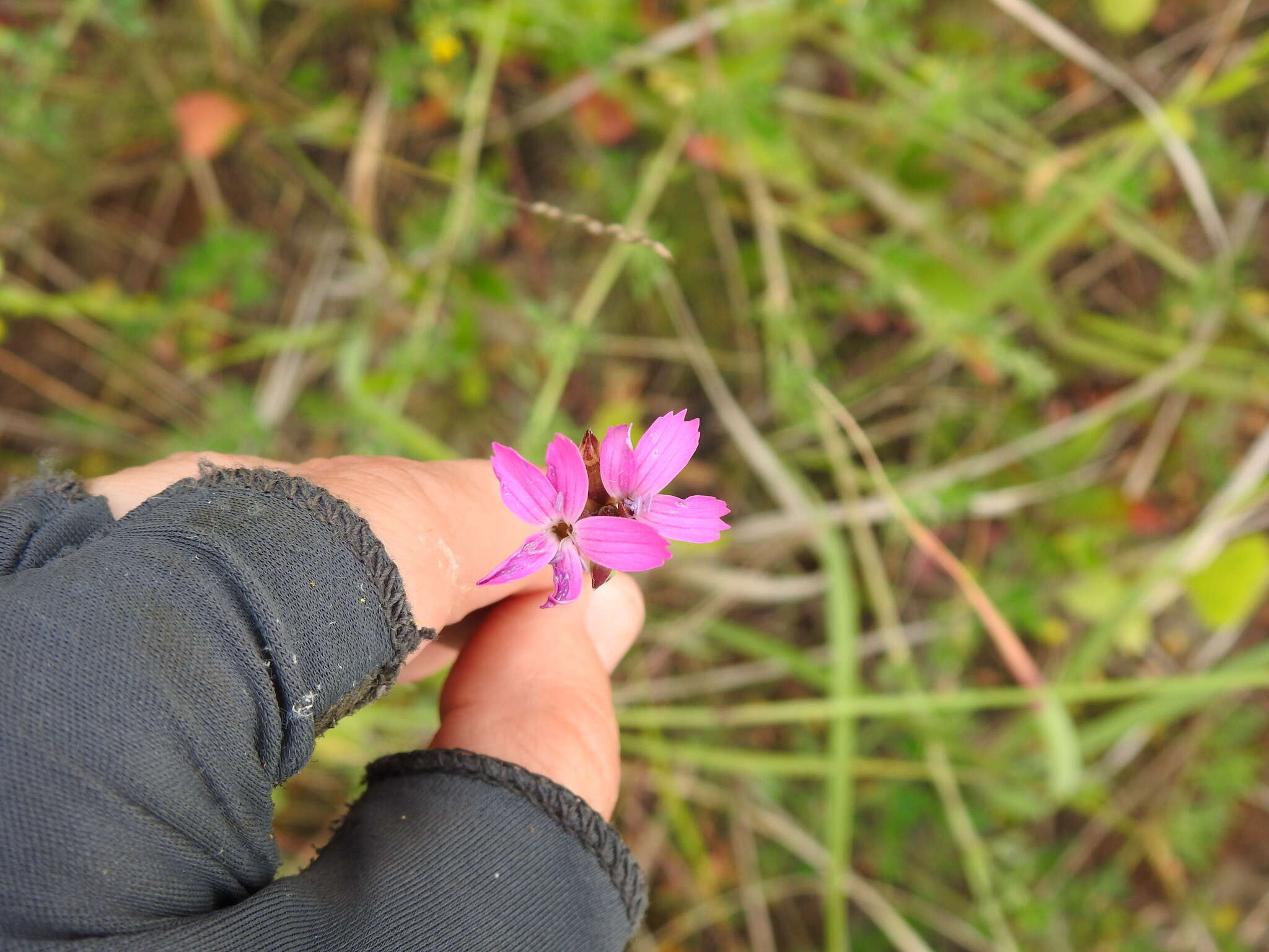 صورة Dianthus borbasii Vandas