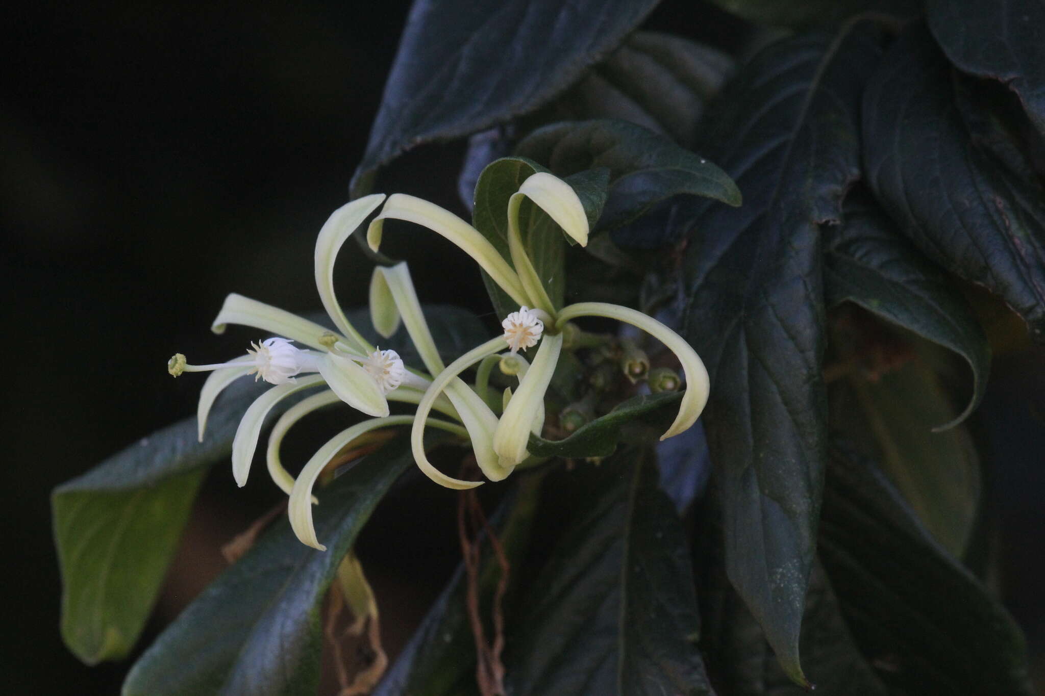 Image of Honeysuckle tree