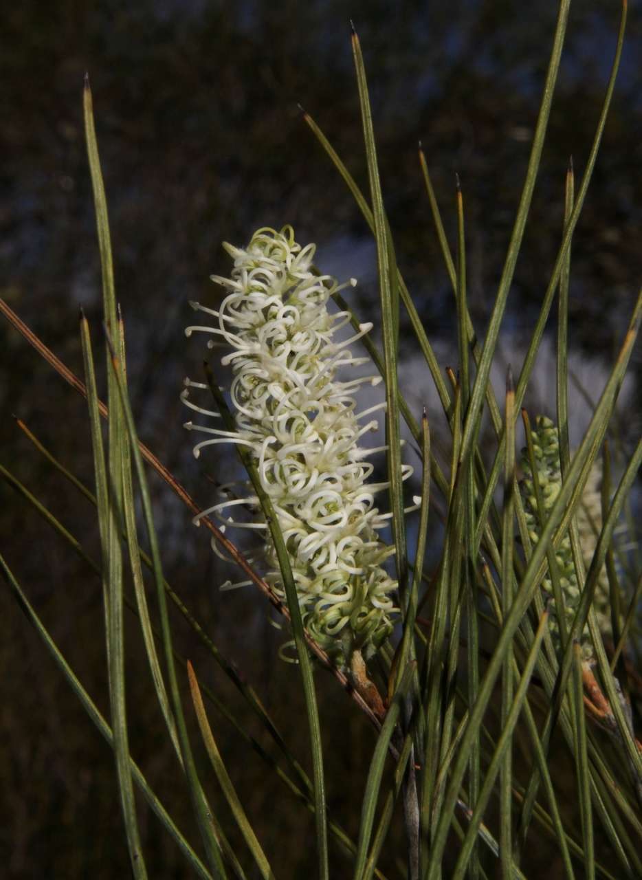 Image of Grevillea pterosperma F. Müll.