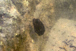 Image of Broadbarred Toadfish